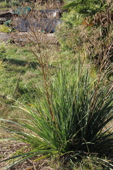 Eryngium agavifolium