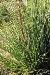 Eryngium agavifolium