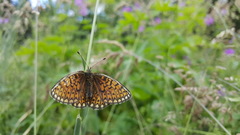 Boloria eunomia
