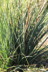 Eryngium agavifolium