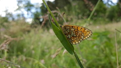 Boloria eunomia