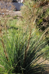 Eryngium agavifolium