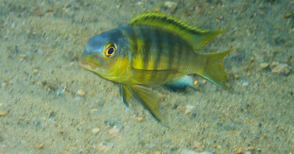 Golden Tropheops