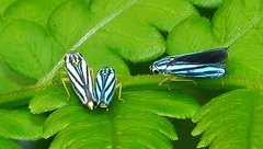 Poecilocarda cosmopolita