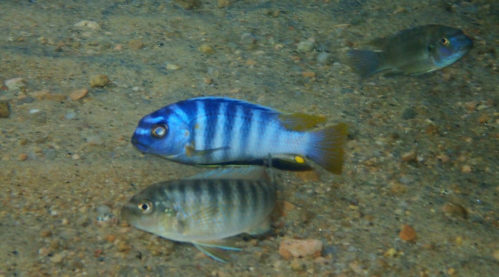 Smallmouth tropheops (Tropheops microstoma) — Cichlidae