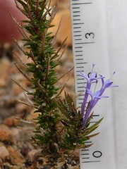 Merciera eckloniana