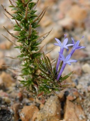 Merciera eckloniana
