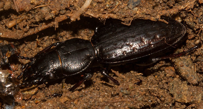 Mecodema bullatum