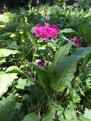Primula pulverulenta
