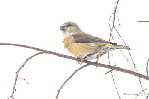 Piquituerto común (Loxia curvirostra)