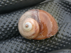 Cryptonatica aleutica