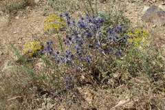 Eryngium caeruleum