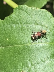 Enoclerus bombycinus