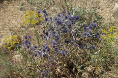 Eryngium caeruleum
