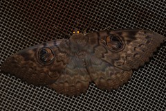 Erebus walkeri