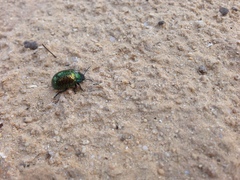 Chrysolina bicolor
