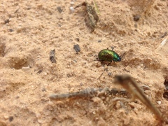 Chrysolina bicolor
