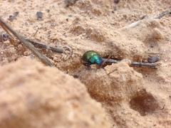 Chrysolina bicolor