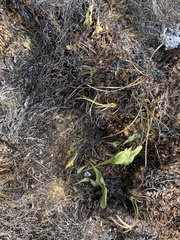 Hartwrightia floridana