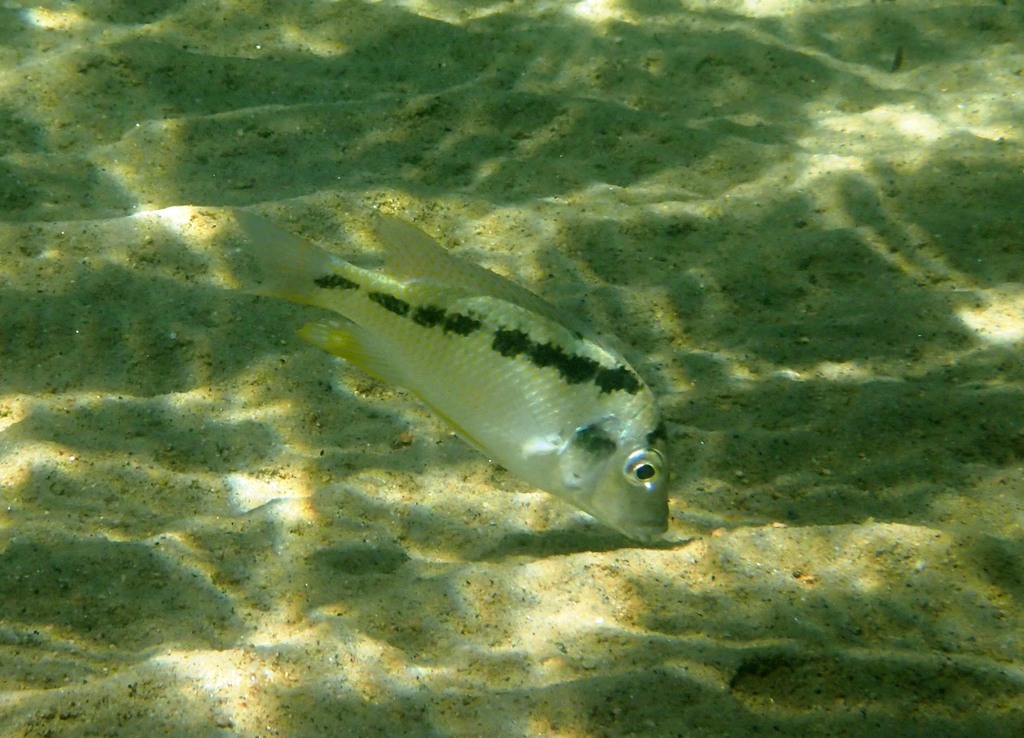 Haplochromis hap (Mylochromis melanotaenia) — Cichlidae