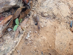 Androctonus australis