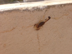 Androctonus australis