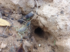 Androctonus australis