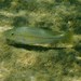 Dimidiochromis kiwinge - Photo (c) markusgmeiner, algunos derechos reservados (CC BY-NC), uploaded by markusgmeiner