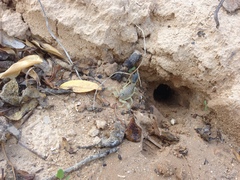 Androctonus australis