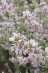 Malacothamnus arcuatus