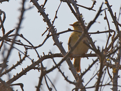 Neomixis tenella debilis