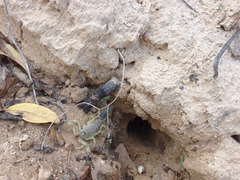 Androctonus australis