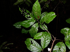 Quararibea duckei