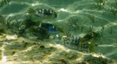 Tropheops microstoma