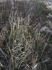 Iris foetidissima