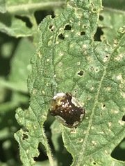 Helocassis testudinaria