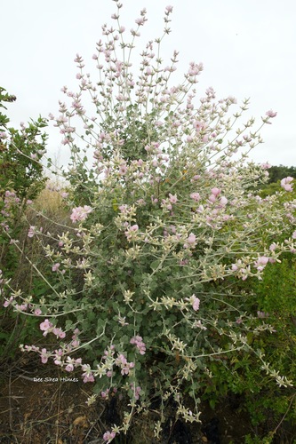 Image of Malacothamnus arcuatus by (c) Dee Shea Himes, some rights reserved (CC BY)