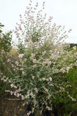 Malacothamnus arcuatus