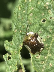 Helocassis testudinaria