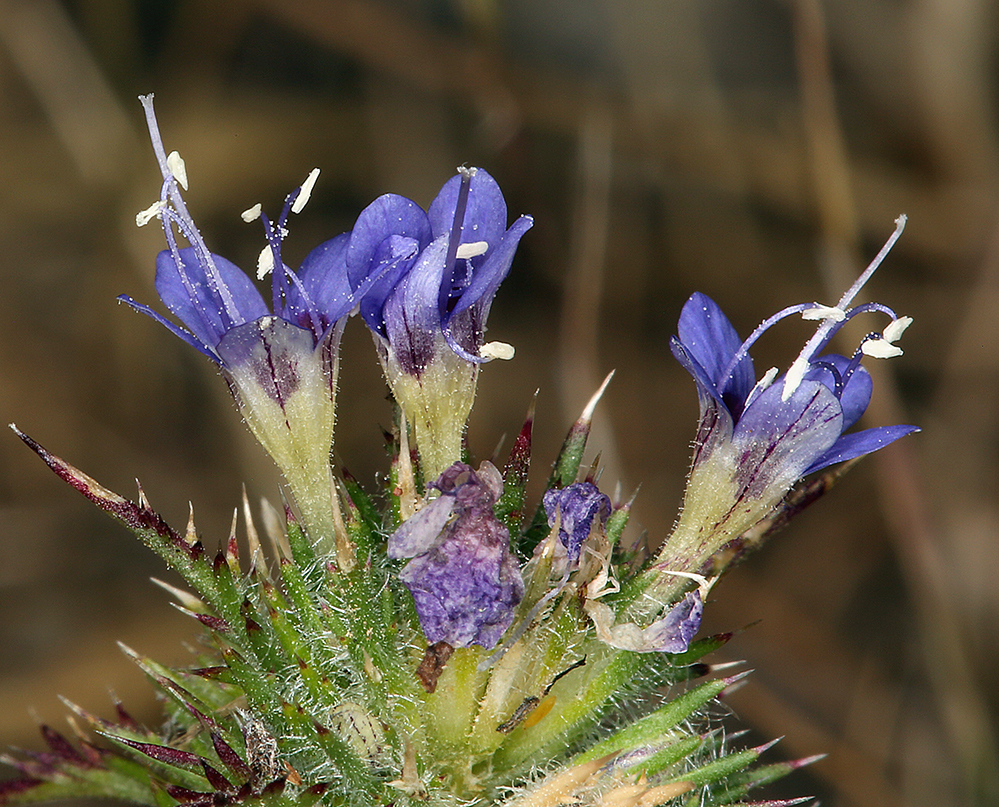 Navarretia jepsonii
