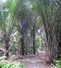Raphia australis