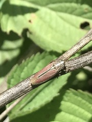 Apogonalia mediolineata