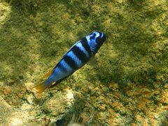 Tropheops microstoma