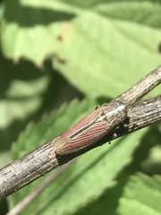 Apogonalia mediolineata