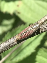 Apogonalia mediolineata
