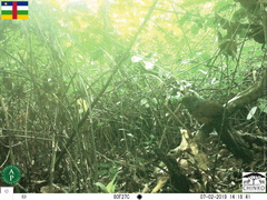 Centropus leucogaster neumanni