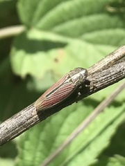 Apogonalia mediolineata
