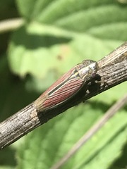 Apogonalia mediolineata