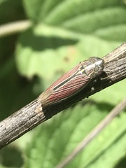 Apogonalia mediolineata