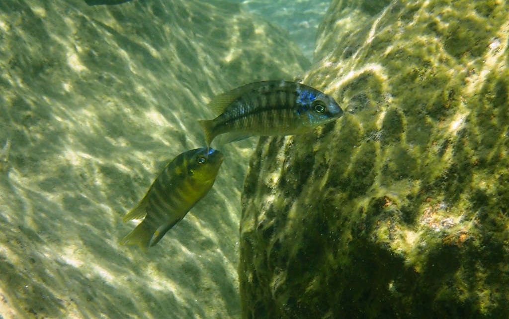 Empereur rouge (Red Empress) (Protomelas taeniolatus)